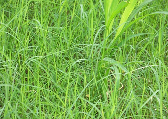 Grass pellet mill raw material grass