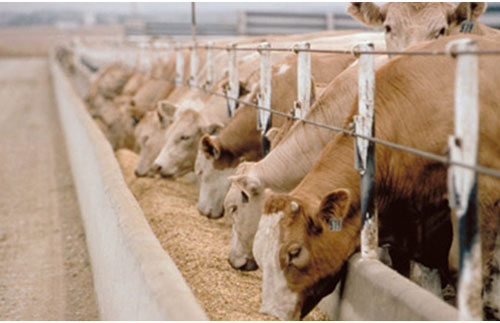 Why choose alfalfa as the material of pellet feed?