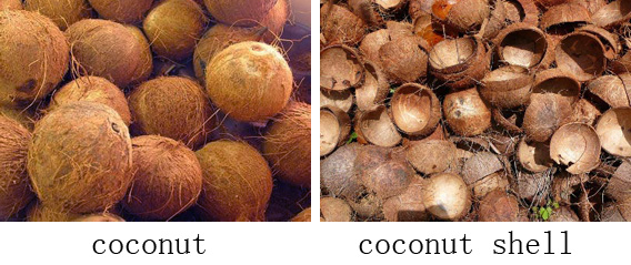 coconut and coconut shell